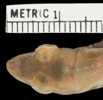 Media type: image;   Herpetology R-32303 Aspect: head dorsal
